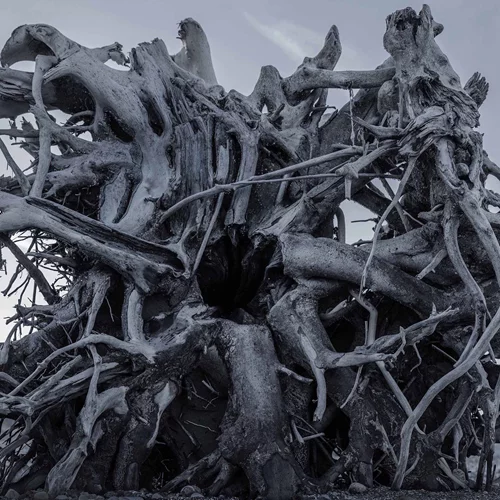 Μια φωτογραφική έκθεση στο Χαλάνδρι μελετά "Πώς σκέφτονται τα δάση"