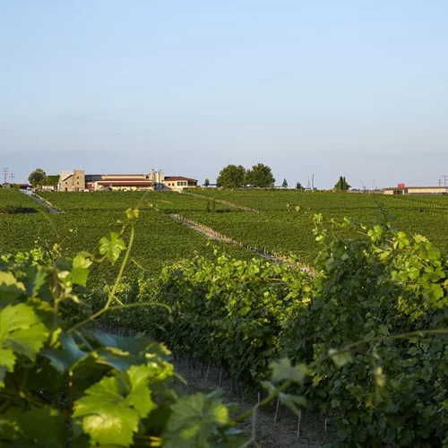 Σημαντικές διακρίσεις για τα κρασιά του Κτήματος Γεροβασιλείου