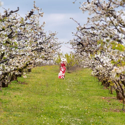 Πιερία: Οι κερασιές άνθισαν με μια σειρά δράσεων