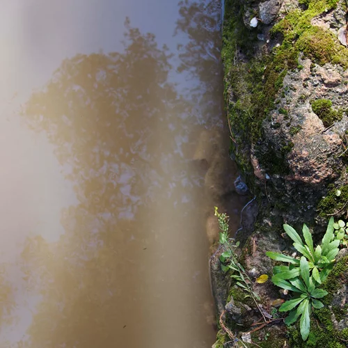Η Αθήνα κρύβει πλέον έναν "Αμαζόνιο"