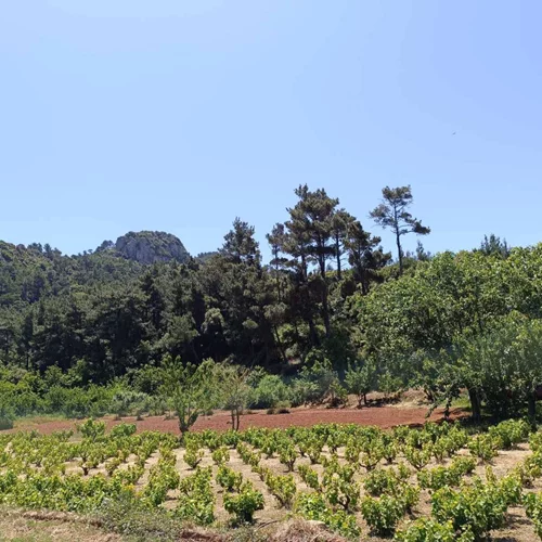 Ο πολιτισμός του οίνου στη Σάμο