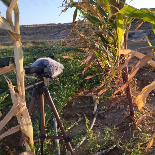 "το στόμα μπούκωσε με λόγια": Οι φωνές των κατοίκων της Μάρπησσας συναντούν τα λόγια αρχαίων ποιητών