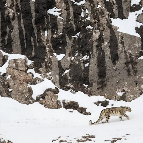 Η Λεοπάρδαλη του Χιονιού