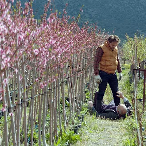 Αγέλη Προβάτων