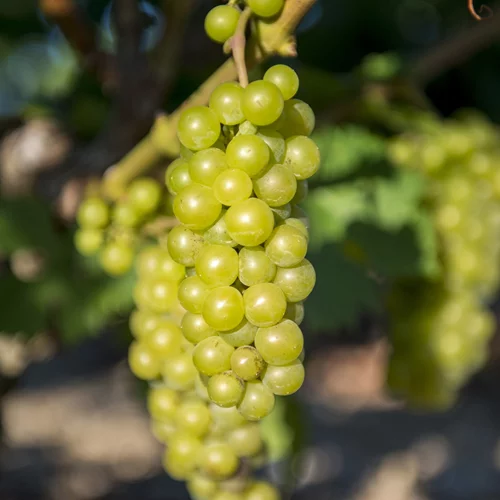 Η Σάμος, ο φετινός τρύγος με εξαιρετικής ποιότητας Μοσχάτο και οι ιστορίες των παλιών αμπελουργών