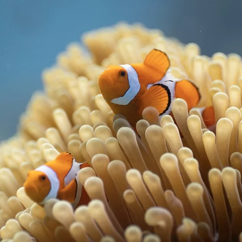 Ο Ντέιβιντ Ατένμπορο κάνει ένα ταξίδι στον ωκεανό