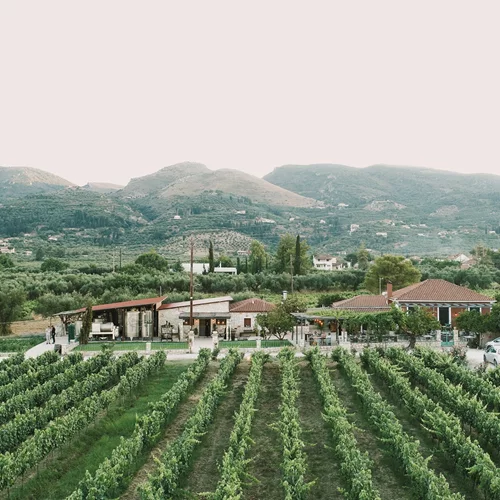 Στο Κτήμα Γράμψα ο τρύγος είναι μία μορφή τέχνης