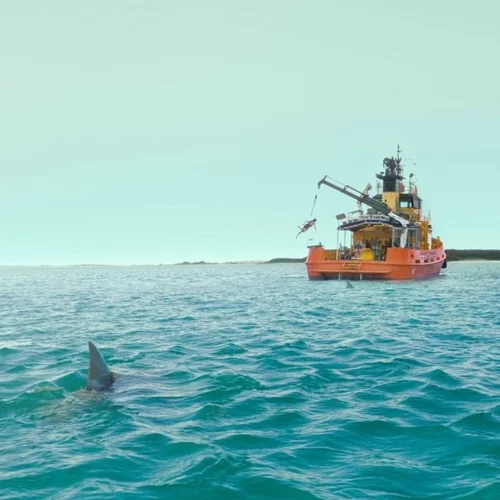 Λένε πως αυτή είναι η πιο ρομαντική ταινία με καρχαρίες που γυρίστηκε ποτέ