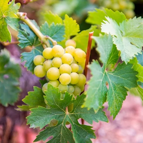 Το Σαμιώτικο Μοσχάτο: Πολιτιστική κληρονομιά και οικονομικός πυλώνας της Σάμου