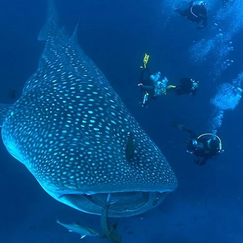 Τα ντοκιμαντέρ που θα δούμε στη Nova τις επόμενες μέρες