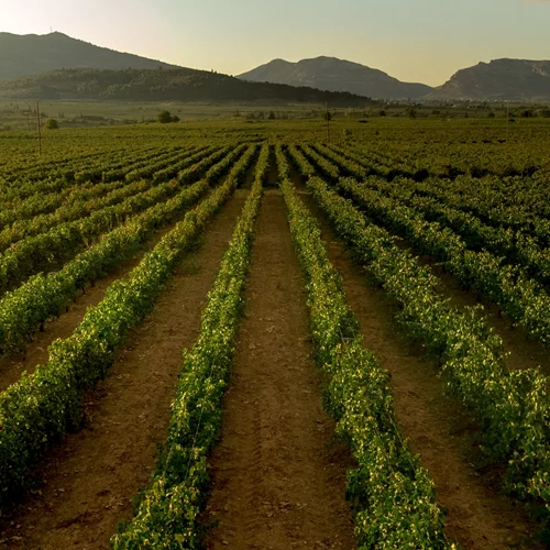 Τι λες αυτές τις γιορτές να "σερβίρεις" ένα κρασί "Lexis" την φορά;
