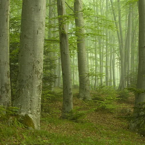 Παγκόσμια Ημέρα Δασοπονίας: Μαθαίνουμε για τα δάση, προστατεύουμε τη βιοποικιλότητα και τον πλανήτη