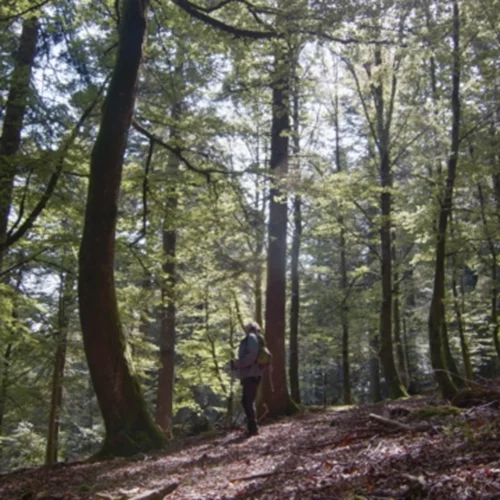 "Το Στοίχημα της Αναδάσωσης" έρχεται στην ΕΡΤ3 με περιβαλλοντικό σκοπό