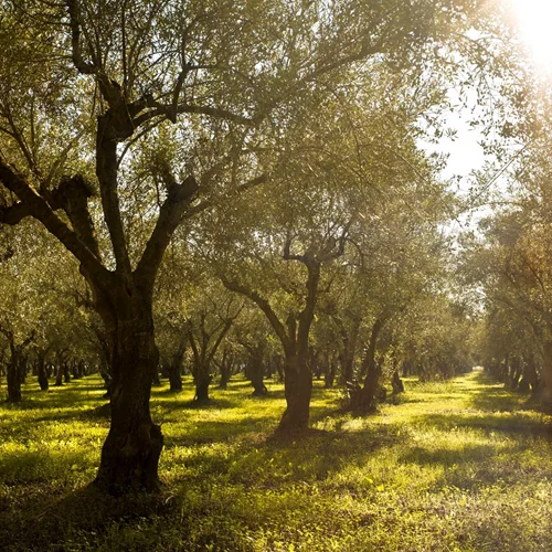 Η Costa Navarino συμμετέχει στο XPRIZE Wildfire, στην προσπάθεια για την εξάλειψη των δασικών πυρκαγιών