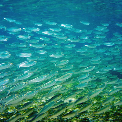 Βραβεία Ελληνικής Κουζίνας: Βιώσιμη αλιεία για έναν "Planet Fish" με θάλασσες χωρίς αποτύπωμα