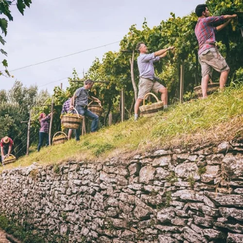 Τρύγος 2024: Απολογισμός του Ευρωπαϊκού Προγράμματος HEVA - Heroes of Europe Volcanic Agriculture