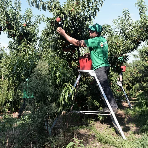 Μαζέψαμε και γευτήκαμε τα ροδάκινα Velvita Gold από τον ΑΣΕΠΟΠ Βελβεντού