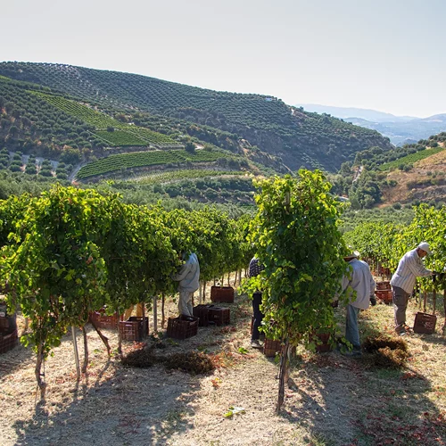Σεπτέμβρης ο τρυγητής: Ο μήνας του αμπελιού μάς βρίσκει στο Οινοποιείο Δουλουφάκη