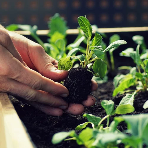 Το Ινστιτούτο Γκαίτε οργανώνει εργαστήρι diy αφιερωμένο στην κηπουρική