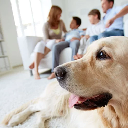 15 pet friendly ξενώνες