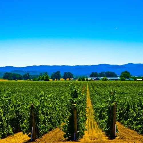 "Ανοιχτές Πόρτες" στα οινοποιεία της Ελλάδας