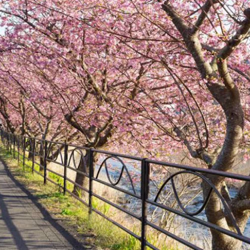 Oι κερασιές ανθίζουν στο «Tomoe»