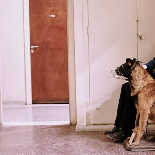 «Το Σπίτι της Ευρωπαϊκής Ιστορίας στην Εξορία»: Η παράσταση-μνημείο που δεν πρέπει να χάσετε 