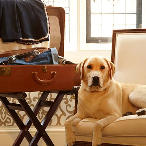 Pet friendly διακοπές: προορισμοί, ξενοδοχεία, tips