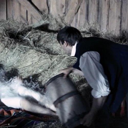 Το Δάσος με τις Σημύδες