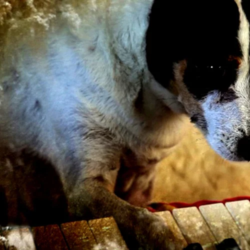 Η Καρδιά του Σκύλου