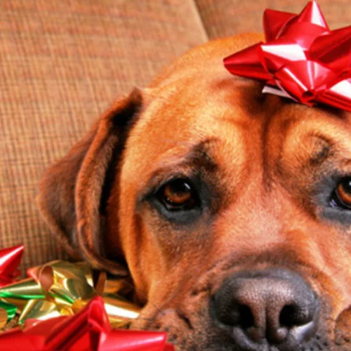 Ένα δώρο για τα αδέσποτα 