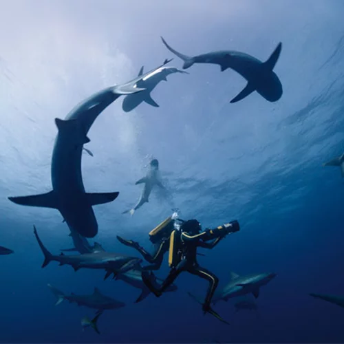 «Οδύσσεια»: Θεαματική κινηματογραφική κατάδυση στη ζωή του Ζακ-Ιβ Κουστό