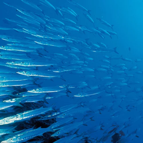 Δείτε τα 31 εστιατόρια που συμμετέχουν στη Restaurant Fishweek 2017 και απολαύστε υπεύθυνη ψαροφαγία 