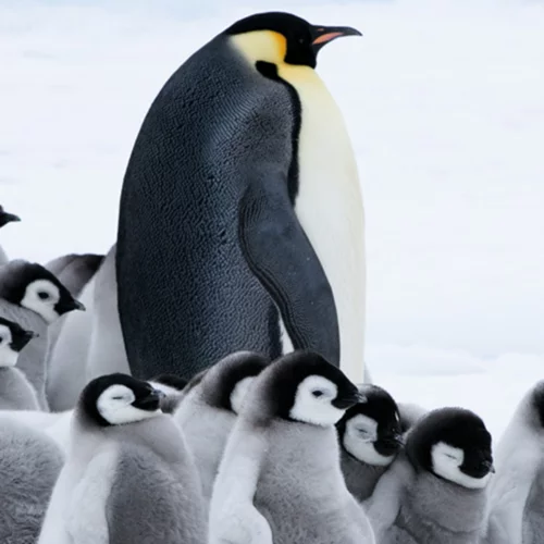 Το Ταξίδι του Αυτοκράτορα 2: Το Κάλεσμα