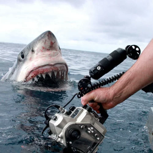 Γέμισε η τηλεόραση καρχαρίες [video]