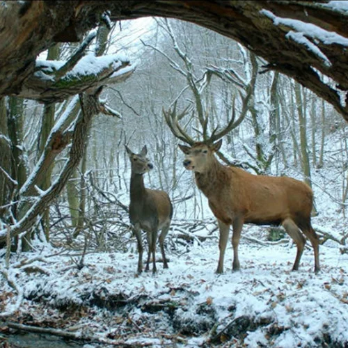 Η φετινή Χρυσή Άρκτος «ανοίγει» το 58ο Φεστιβάλ Κινηματογράφου Θεσσαλονίκης