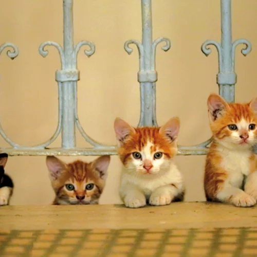 Γιορτάζουμε την Παγκόσμια Ημέρα Ζώων με δύο ταινίες για αδέσποτα