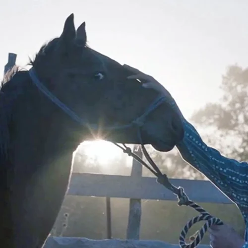 Καλπάζοντας με το Όνειρο