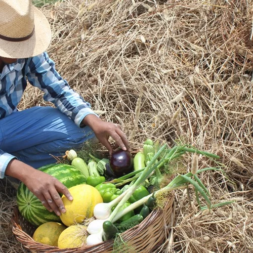 Το farm to table γίνεται πράξη σε αυτό το αγρόκτημα στην Νάξο