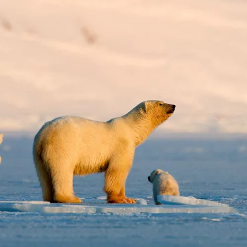 Ξεκινούν οι προβολές του CineDoc με δύο νέες ταινίες κάθε μήνα