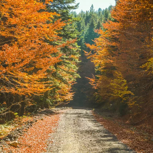 5 πανέμορφα δάση για fall falliage αλά ελληνικά