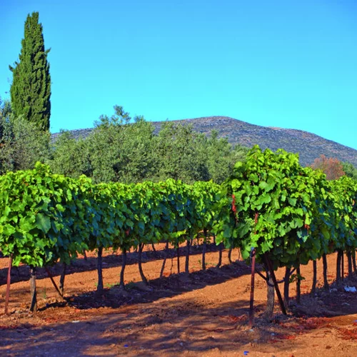 Νεμέα - Ορεινή Κορινθία: Καλοκαίρι στο αμπέλι παρέα με τους μύθους