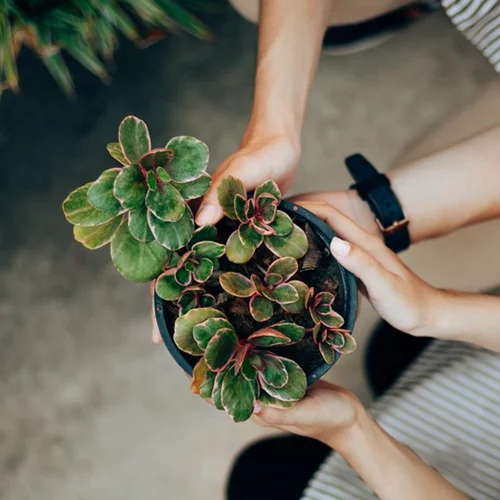 Green Lovers: Ένας εξειδικευμένος οδηγός 