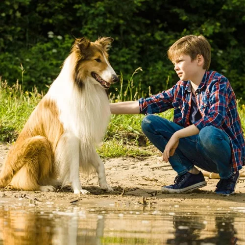 Λάσι, γύρνα σπίτι