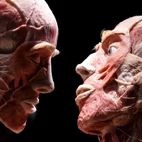 «Body Worlds»: Τολμάτε να δείτε μια έκθεση ανατομίας με πραγματικά σώματα ανθρώπων;