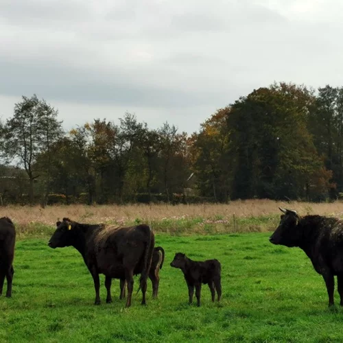 Στην Olive Wagyu Farm οι αγελάδες τρέφονται με ελιές και σοκολάτα