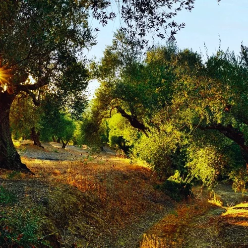 Μεσσηνία: Η γη της ελιάς (και της φιλοξενίας)