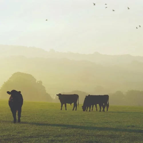 Η Γεύση της Μακεδονίας: Στους δρόμους του κρέατος και του κρασιού