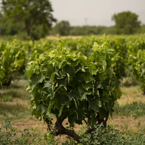 Η ιστορία του Ξινόμαυρου, της ποικιλίας κρασιού που οι ρίζες του φτάνουν πίσω στο 1919