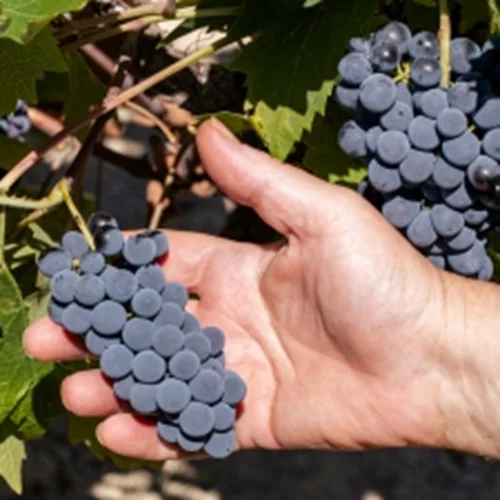 Aivalis Winery: "Φυσικό κρασί" και με την βούλα ...